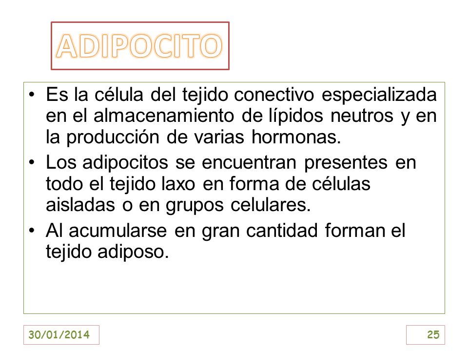 ADIPOCITO Es la célula del tejido conectivo especializada en el almacenamiento de lípidos neutros y en la producción de varias hormonas.