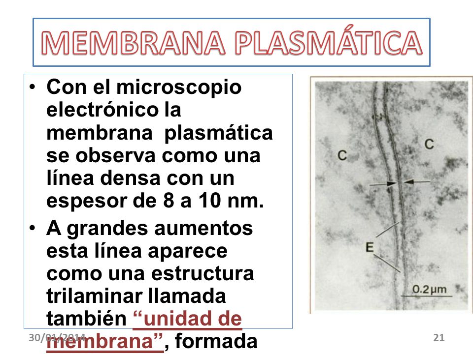 MEMBRANA PLASMÁTICA Con el microscopio electrónico la membrana plasmática se observa como una línea densa con un espesor de 8 a 10 nm.