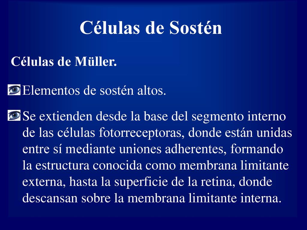 Células de Sostén Células de Müller. Elementos de sostén altos.