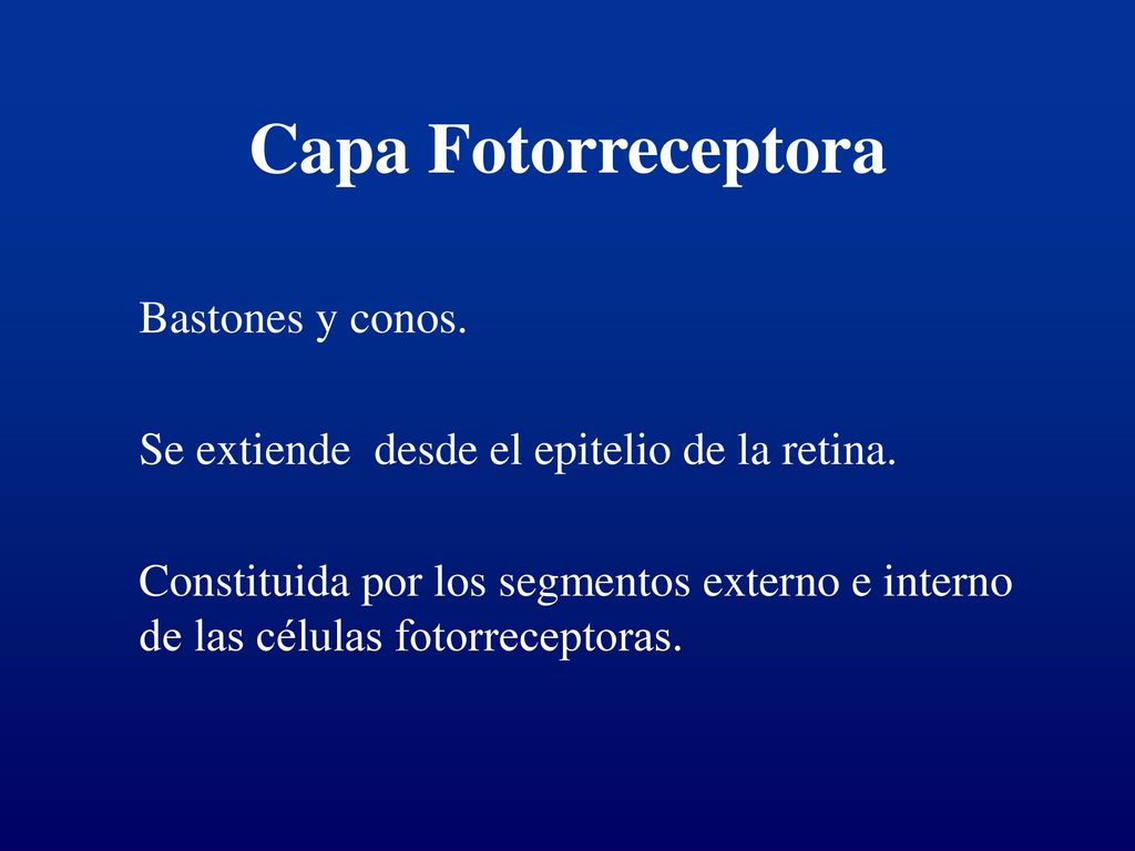 Capa Fotorreceptora Se extiende desde el epitelio de la retina.