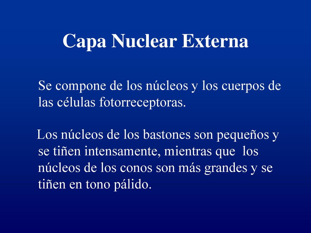Capa Nuclear Externa Se compone de los núcleos y los cuerpos de las células fotorreceptoras.