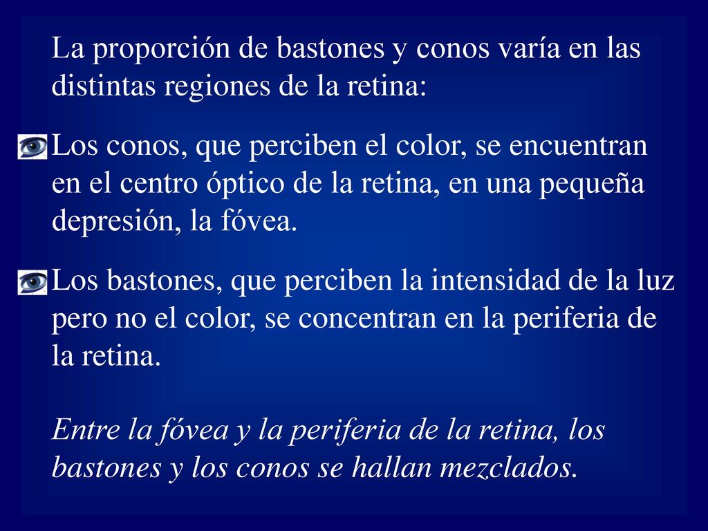 La proporción de bastones y conos varía en las distintas regiones de la retina: