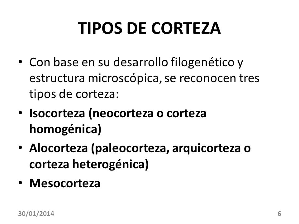 TIPOS DE CORTEZA Con base en su desarrollo filogenético y estructura microscópica, se reconocen tres tipos de corteza: