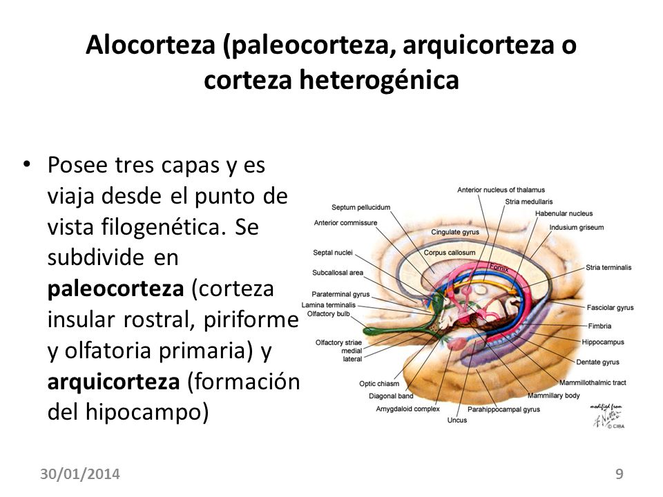 Alocorteza (paleocorteza, arquicorteza o corteza heterogénica