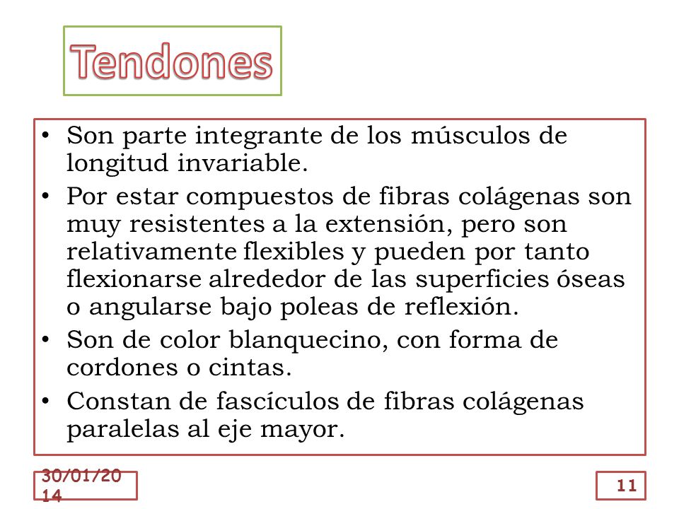 Tendones Son parte integrante de los músculos de longitud invariable.