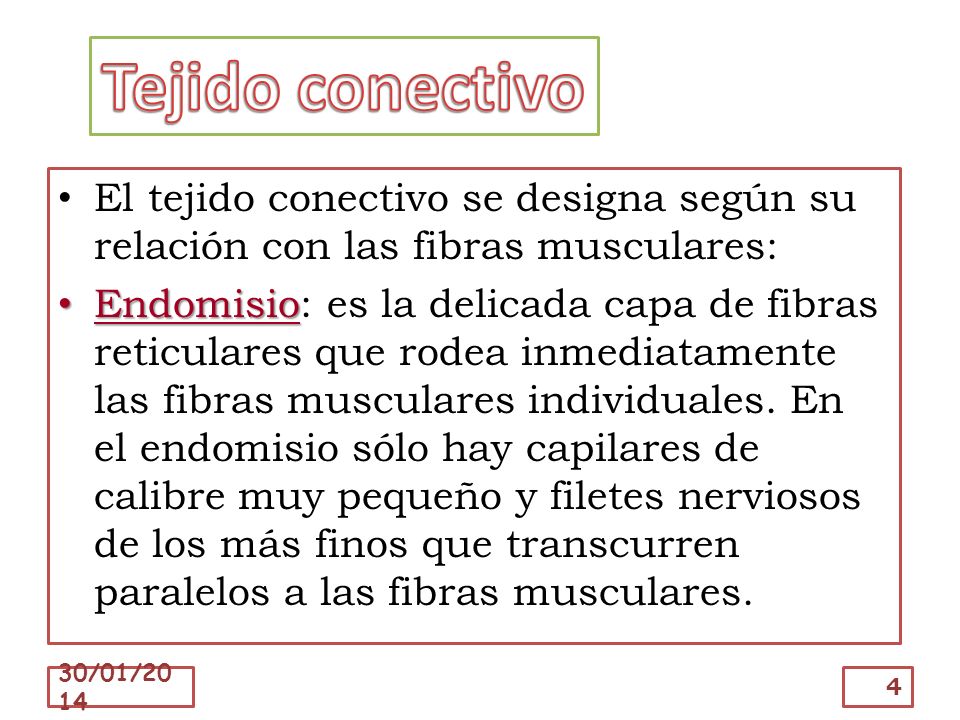 Tejido conectivo El tejido conectivo se designa según su relación con las fibras musculares: