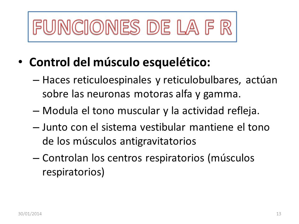 FUNCIONES DE LA F R Control del músculo esquelético: