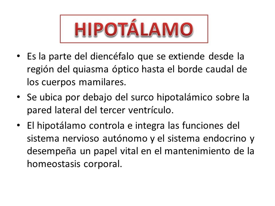 HIPOTÁLAMO Es la parte del diencéfalo que se extiende desde la región del quiasma óptico hasta el borde caudal de los cuerpos mamilares.