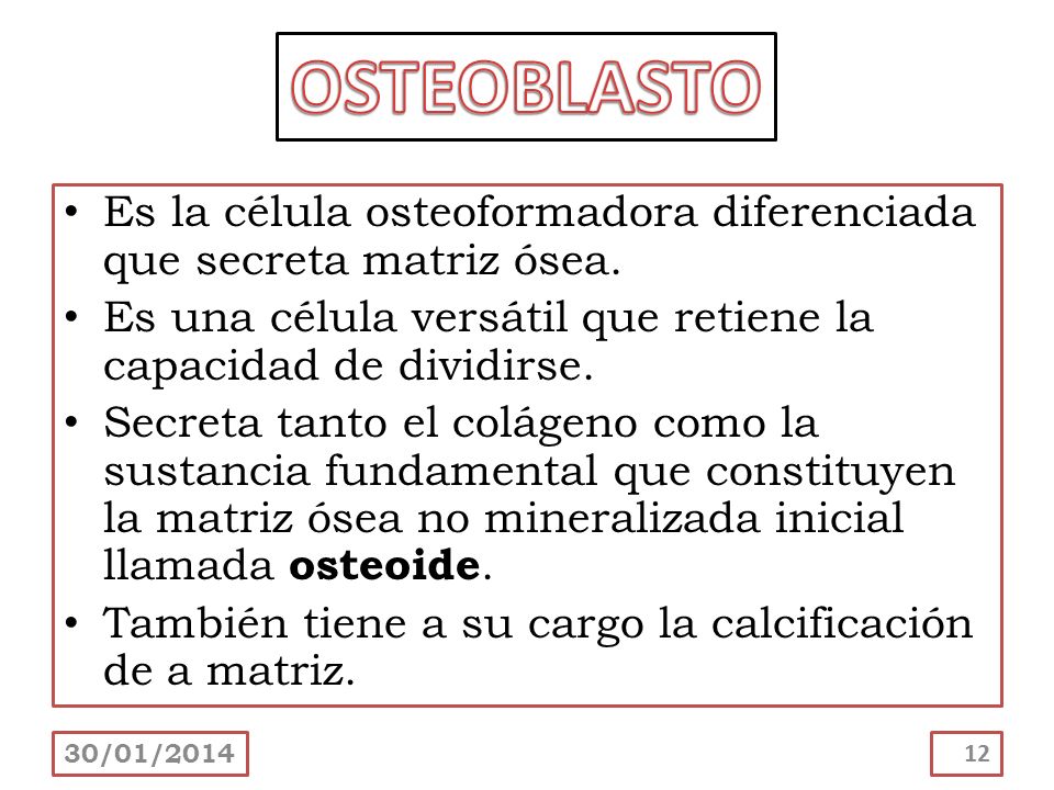 OSTEOBLASTO Es la célula osteoformadora diferenciada que secreta matriz ósea. Es una célula versátil que retiene la capacidad de dividirse.