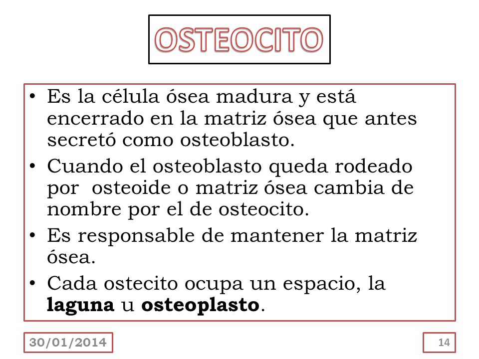 OSTEOCITO Es la célula ósea madura y está encerrado en la matriz ósea que antes secretó como osteoblasto.