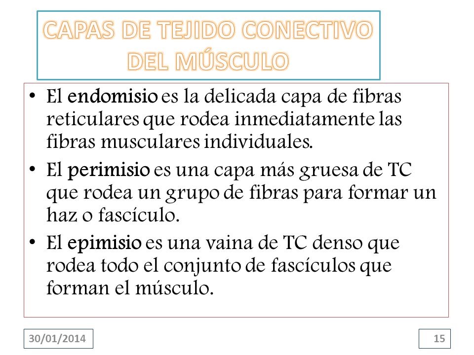 CAPAS DE TEJIDO CONECTIVO