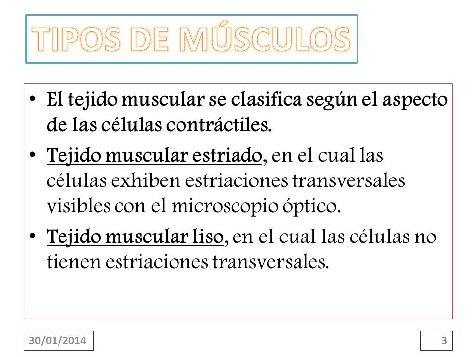 TIPOS DE MÚSCULOS El tejido muscular se clasifica según el aspecto de las células contráctiles.
