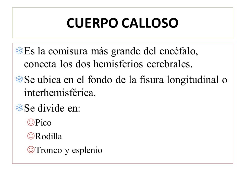 CUERPO CALLOSO Es la comisura más grande del encéfalo, conecta los dos hemisferios cerebrales.