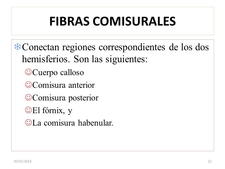 FIBRAS COMISURALES Conectan regiones correspondientes de los dos hemisferios. Son las siguientes: Cuerpo calloso.