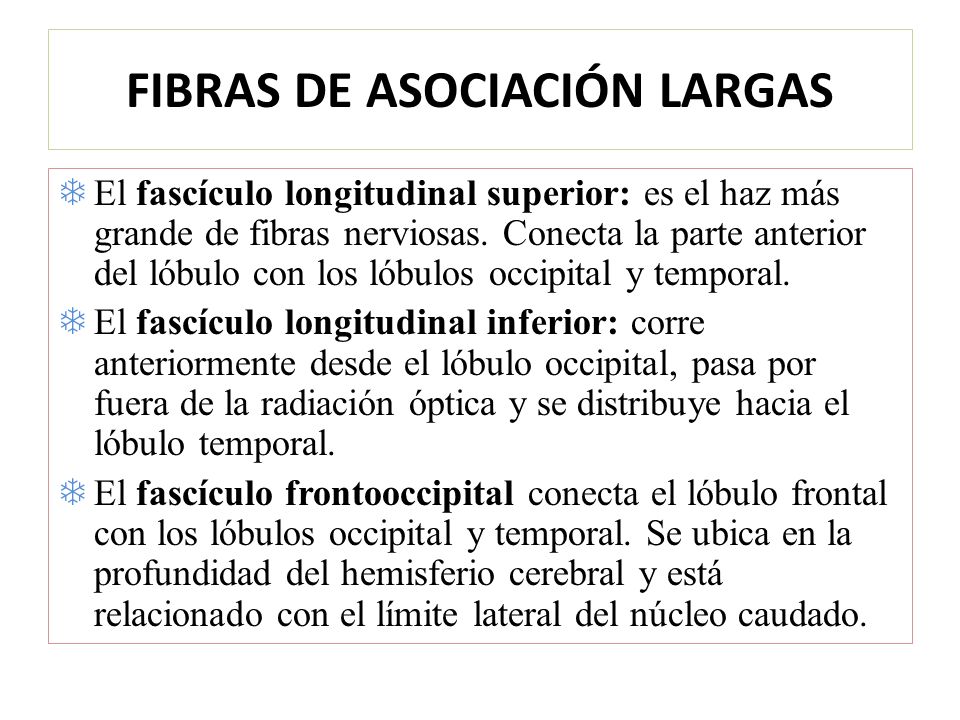 FIBRAS DE ASOCIACIÓN LARGAS