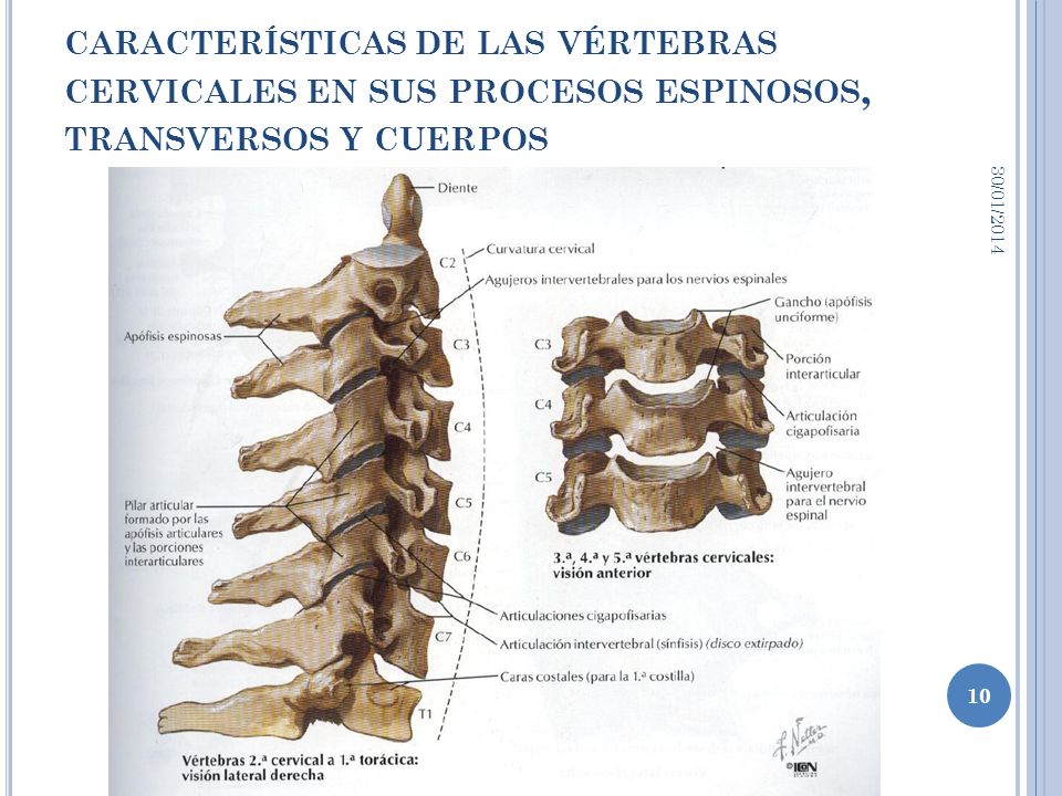 características de las vértebras cervicales en sus procesos espinosos, transversos y cuerpos