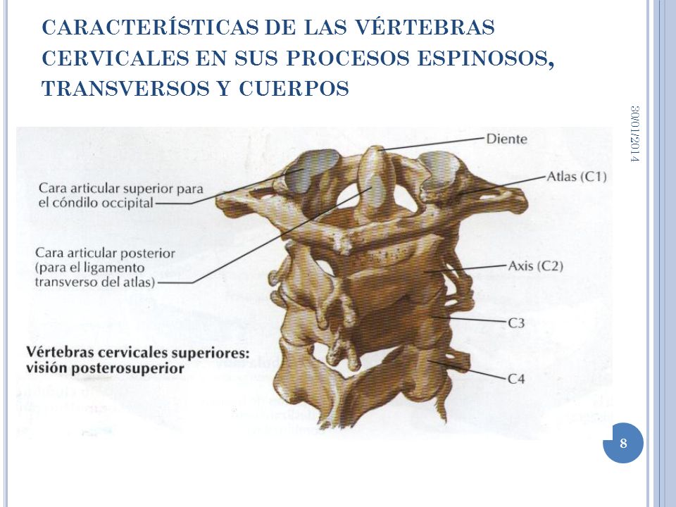 características de las vértebras cervicales en sus procesos espinosos, transversos y cuerpos