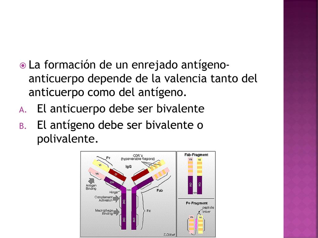 La formación de un enrejado antígeno- anticuerpo depende de la valencia tanto del anticuerpo como del antígeno.
