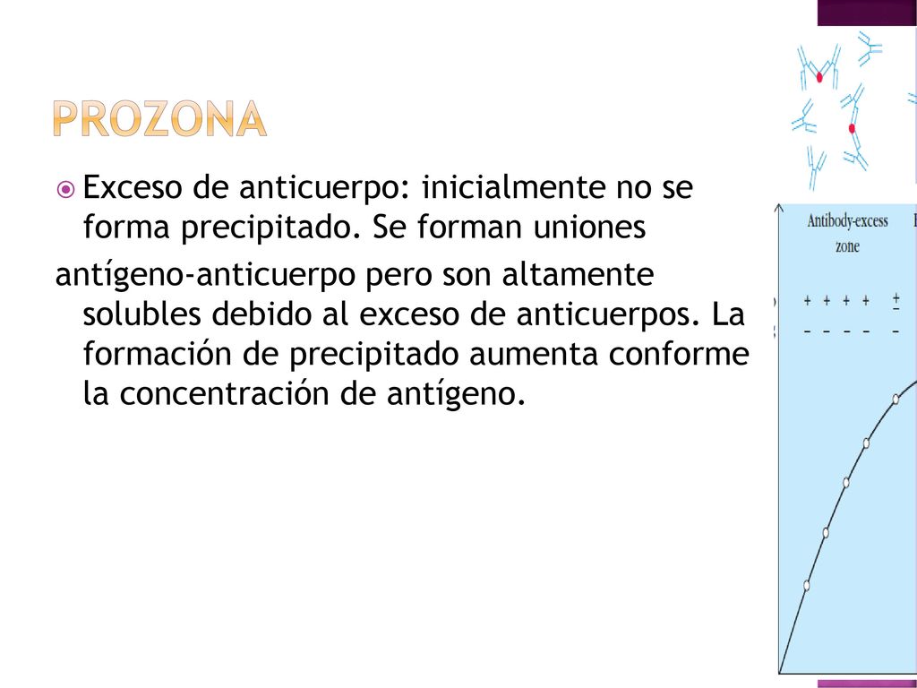 Prozona Exceso de anticuerpo: inicialmente no se forma precipitado. Se forman uniones.