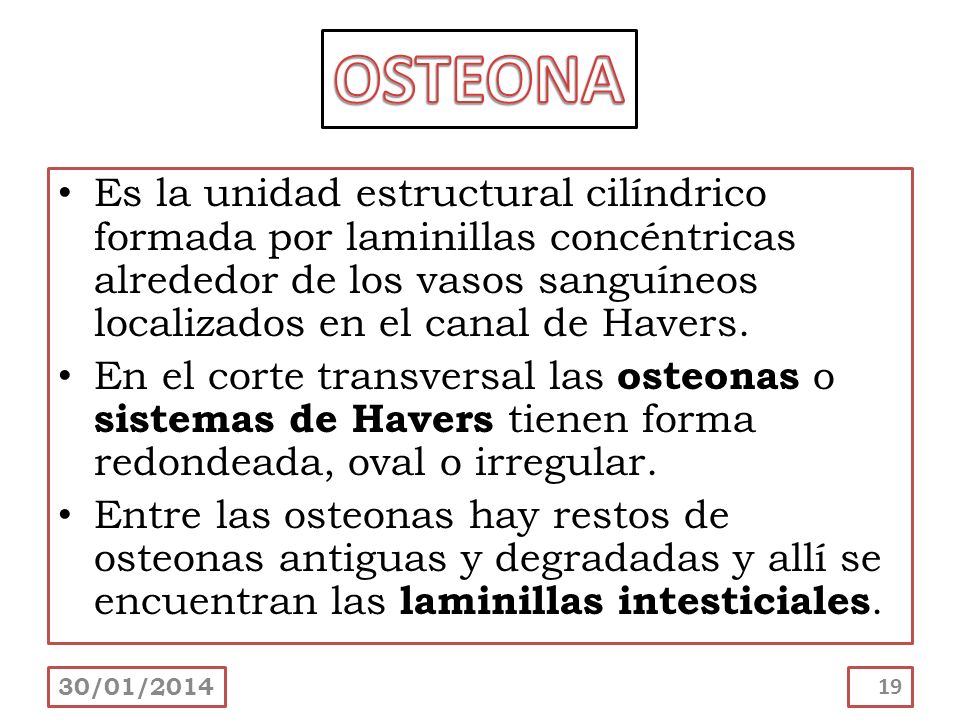 OSTEONA Es la unidad estructural cilíndrico formada por laminillas concéntricas alrededor de los vasos sanguíneos localizados en el canal de Havers.