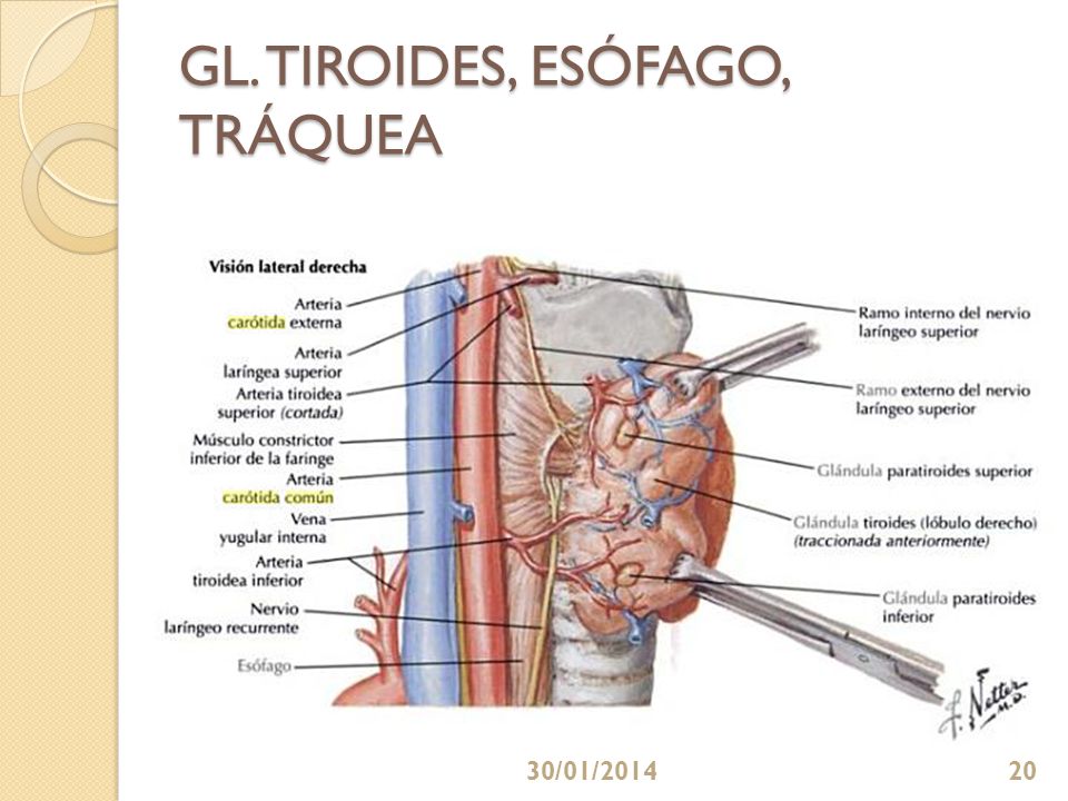 GL. TIROIDES, ESÓFAGO, TRÁQUEA