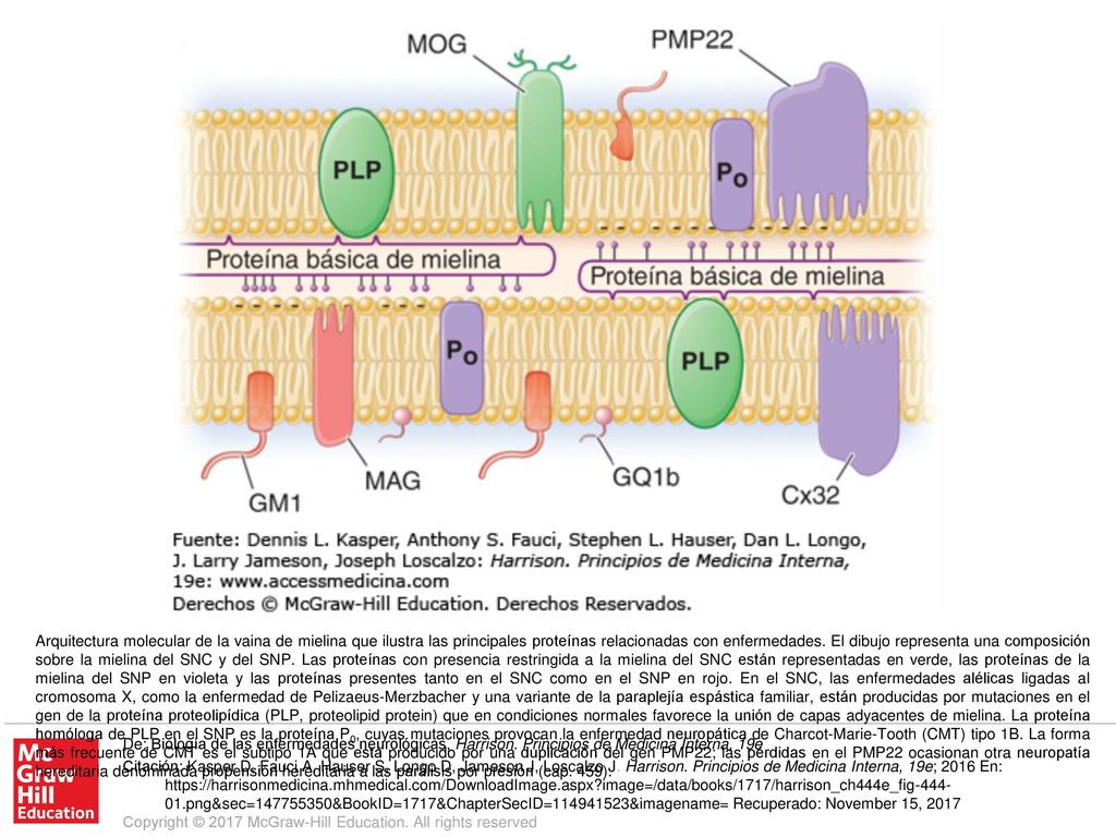 Arquitectura molecular de la vaina de mielina que ilustra las principales proteínas relacionadas con enfermedades. El dibujo representa una composición sobre la mielina del SNC y del SNP. Las proteínas con presencia restringida a la mielina del SNC están representadas en verde, las proteínas de la mielina del SNP en violeta y las proteínas presentes tanto en el SNC como en el SNP en rojo. En el SNC, las enfermedades alélicas ligadas al cromosoma X, como la enfermedad de Pelizaeus-Merzbacher y una variante de la paraplejía espástica familiar, están producidas por mutaciones en el gen de la proteína proteolipídica (PLP, proteolipid protein) que en condiciones normales favorece la unión de capas adyacentes de mielina. La proteína homóloga de PLP en el SNP es la proteína P0, cuyas mutaciones provocan la enfermedad neuropática de Charcot-Marie-Tooth (CMT) tipo 1B. La forma más frecuente de CMT es el subtipo 1A que está producido por una duplicación del gen PMP22; las pérdidas en el PMP22 ocasionan otra neuropatía hereditaria denominada propensión hereditaria a las parálisis por presión (cap. 459).