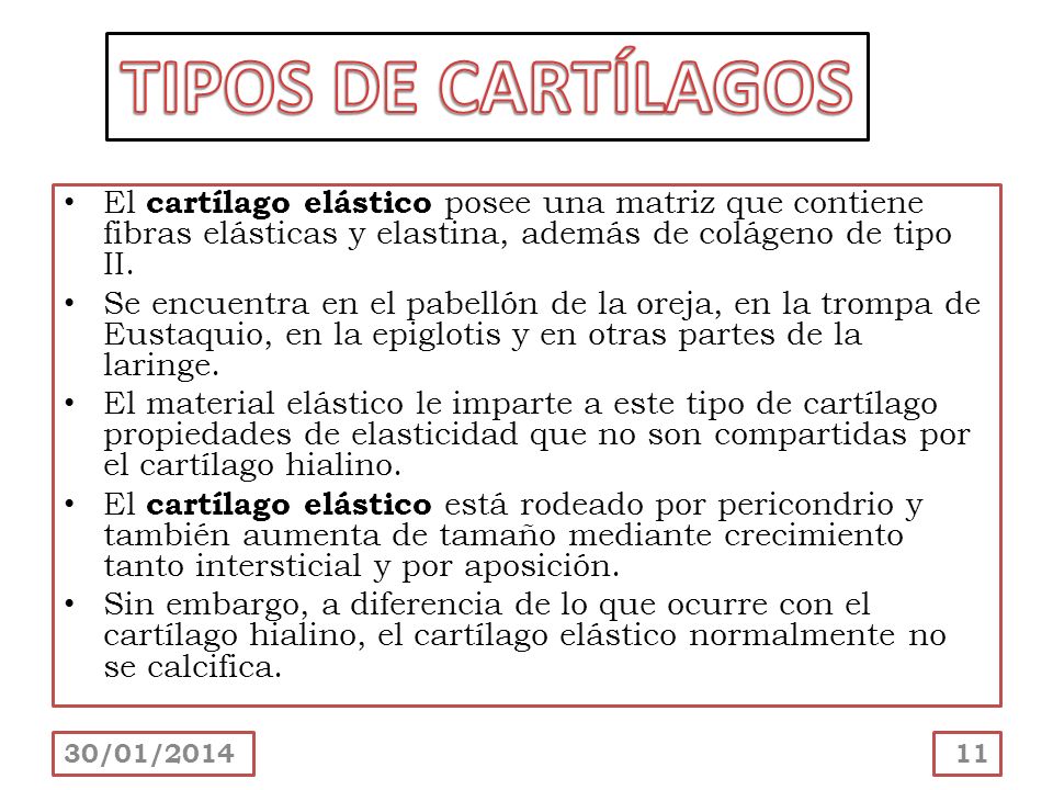 TIPOS DE CARTÍLAGOS El cartílago elástico posee una matriz que contiene fibras elásticas y elastina, además de colágeno de tipo II.