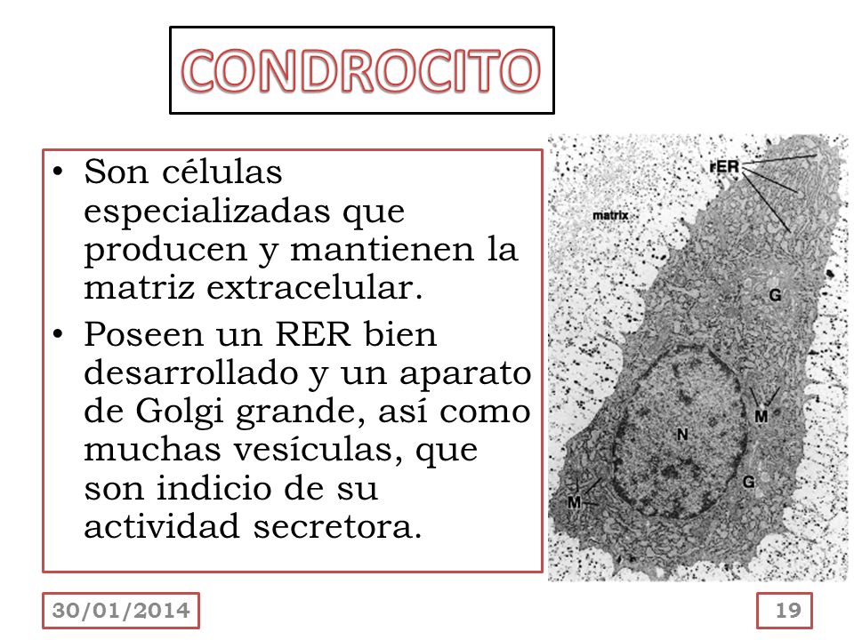 CONDROCITO Son células especializadas que producen y mantienen la matriz extracelular.