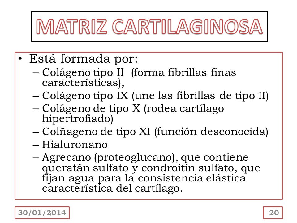 MATRIZ CARTILAGINOSA Está formada por: