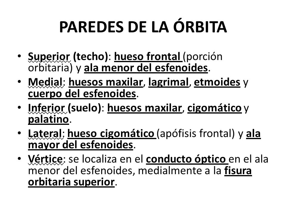 PAREDES DE LA ÓRBITA Superior (techo): hueso frontal (porción orbitaria) y ala menor del esfenoides.