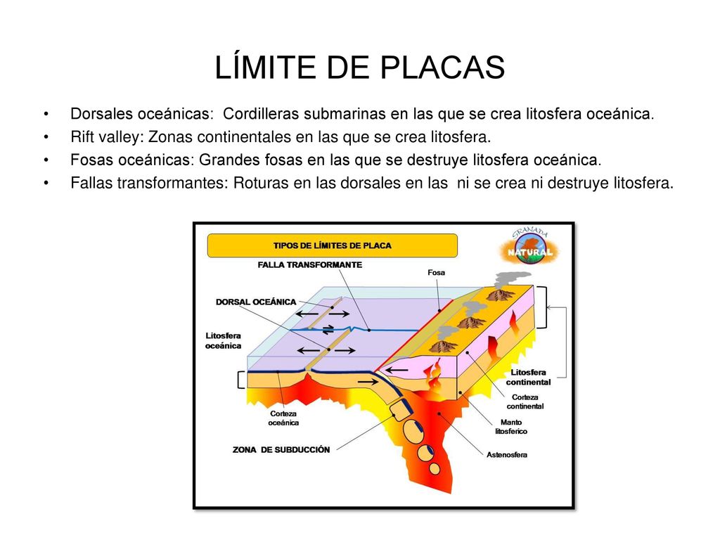 LÍMITE DE PLACAS Dorsales oceánicas: Cordilleras submarinas en las que se crea litosfera oceánica.