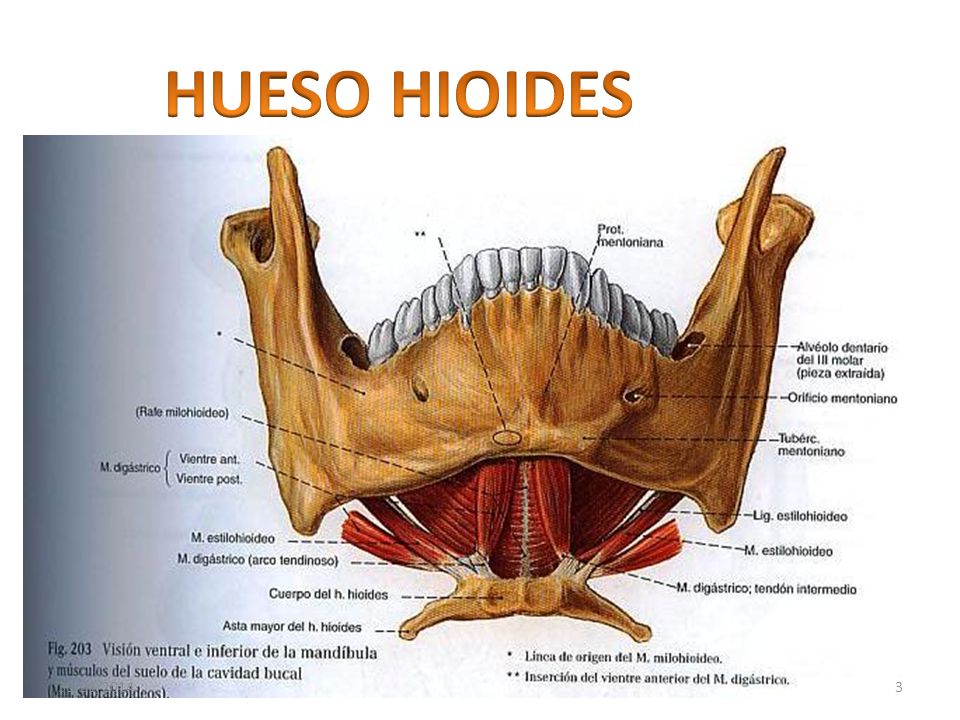 HUESO HIOIDES 24/03/2017