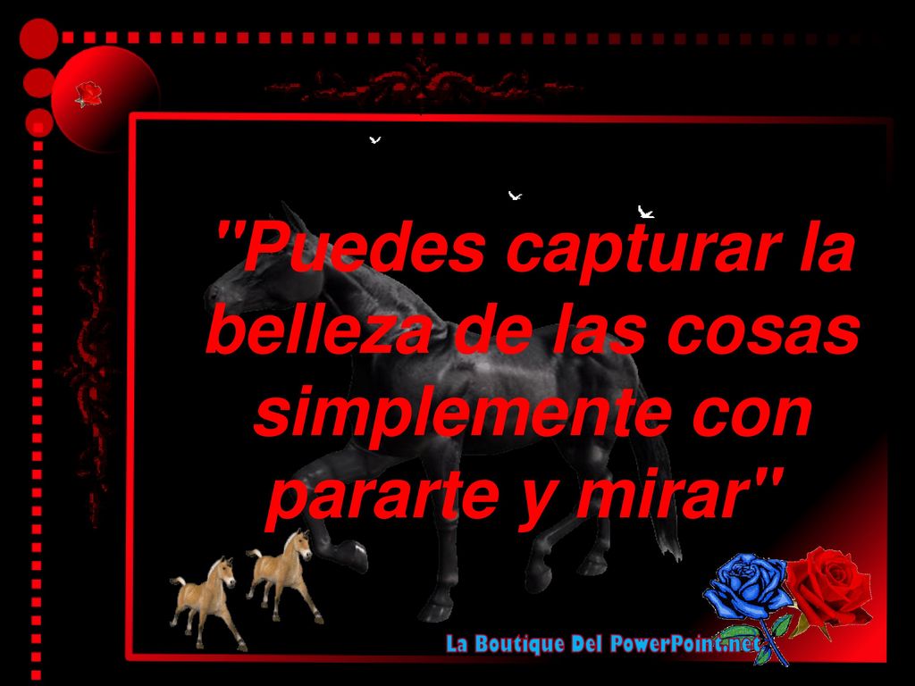 Puedes capturar la belleza de las cosas simplemente con pararte y mirar