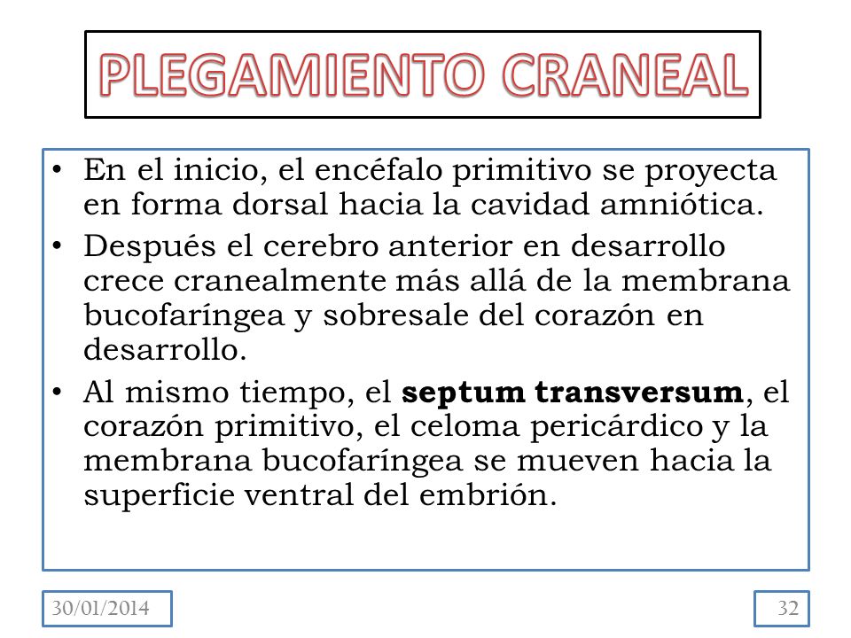 PLEGAMIENTO CRANEAL En el inicio, el encéfalo primitivo se proyecta en forma dorsal hacia la cavidad amniótica.