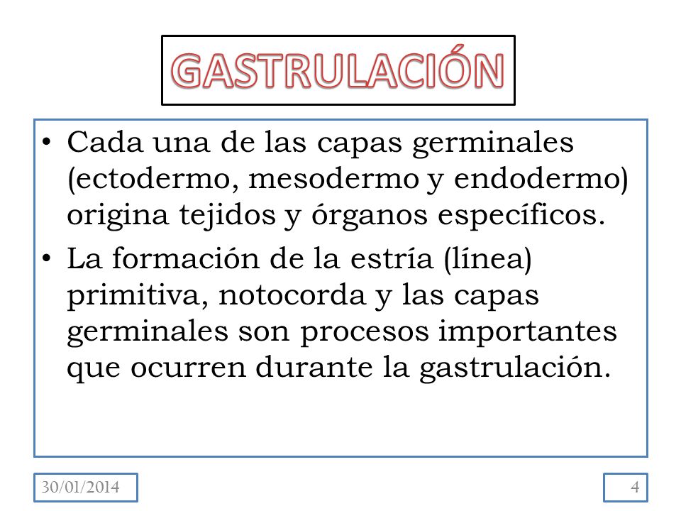GASTRULACIÓN Cada una de las capas germinales (ectodermo, mesodermo y endodermo) origina tejidos y órganos específicos.