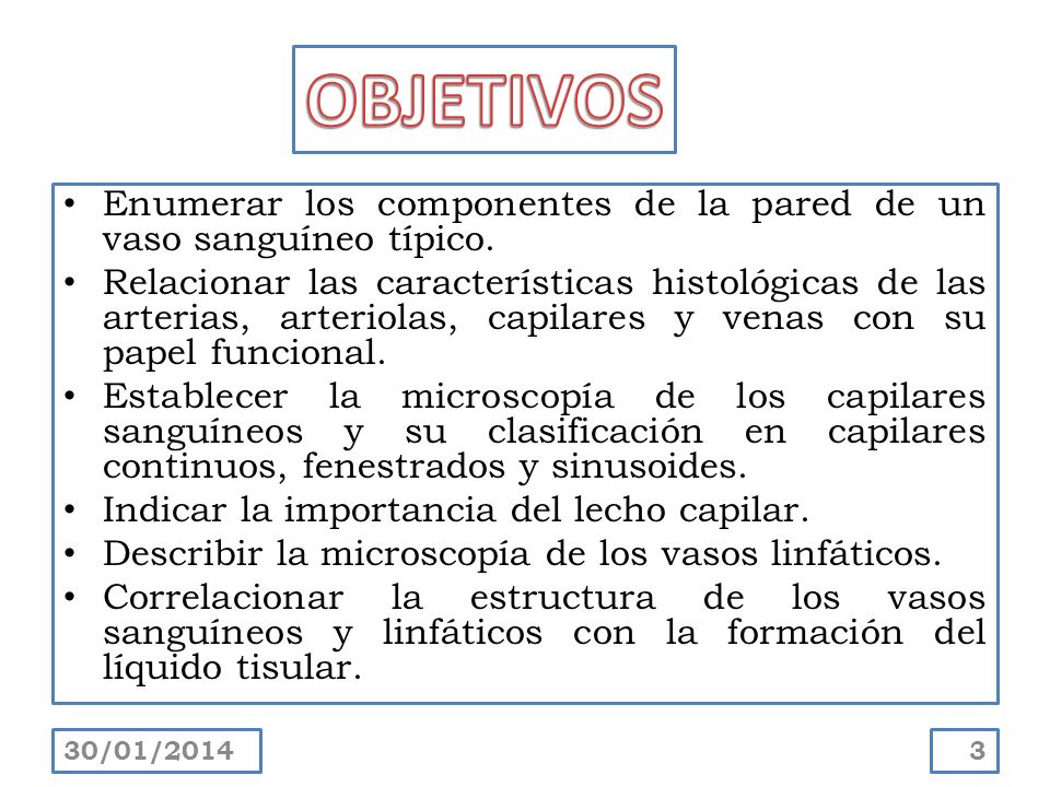 OBJETIVOS Enumerar los componentes de la pared de un vaso sanguíneo típico.