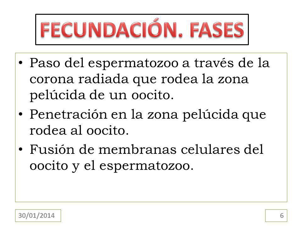 FECUNDACIÓN. FASES Paso del espermatozoo a través de la corona radiada que rodea la zona pelúcida de un oocito.