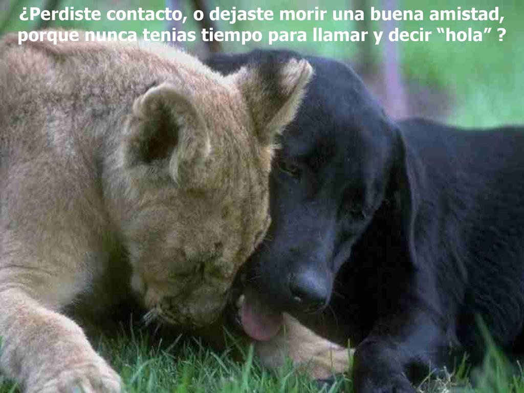 ¿Perdiste contacto, o dejaste morir una buena amistad, porque nunca tenias tiempo para llamar y decir hola