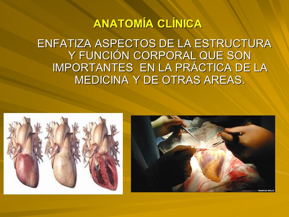 ANATOMÍA CLÍNICA ENFATIZA ASPECTOS DE LA ESTRUCTURA Y FUNCIÓN CORPORAL QUE SON IMPORTANTES EN LA PRÁCTICA DE LA MEDICINA Y DE OTRAS AREAS.