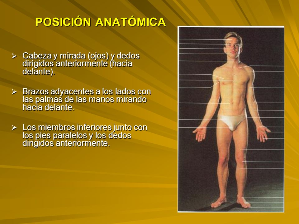 POSICIÓN ANATÓMICA Cabeza y mirada (ojos) y dedos dirigidos anteriormente (hacia delante).