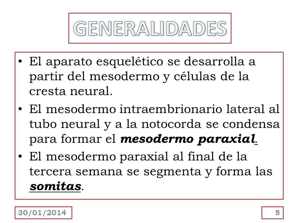 GENERALIDADES El aparato esquelético se desarrolla a partir del mesodermo y células de la cresta neural.