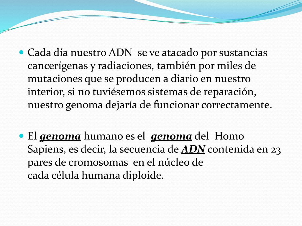 Cada día nuestro ADN se ve atacado por sustancias cancerígenas y radiaciones, también por miles de mutaciones que se producen a diario en nuestro interior, si no tuviésemos sistemas de reparación, nuestro genoma dejaría de funcionar correctamente.