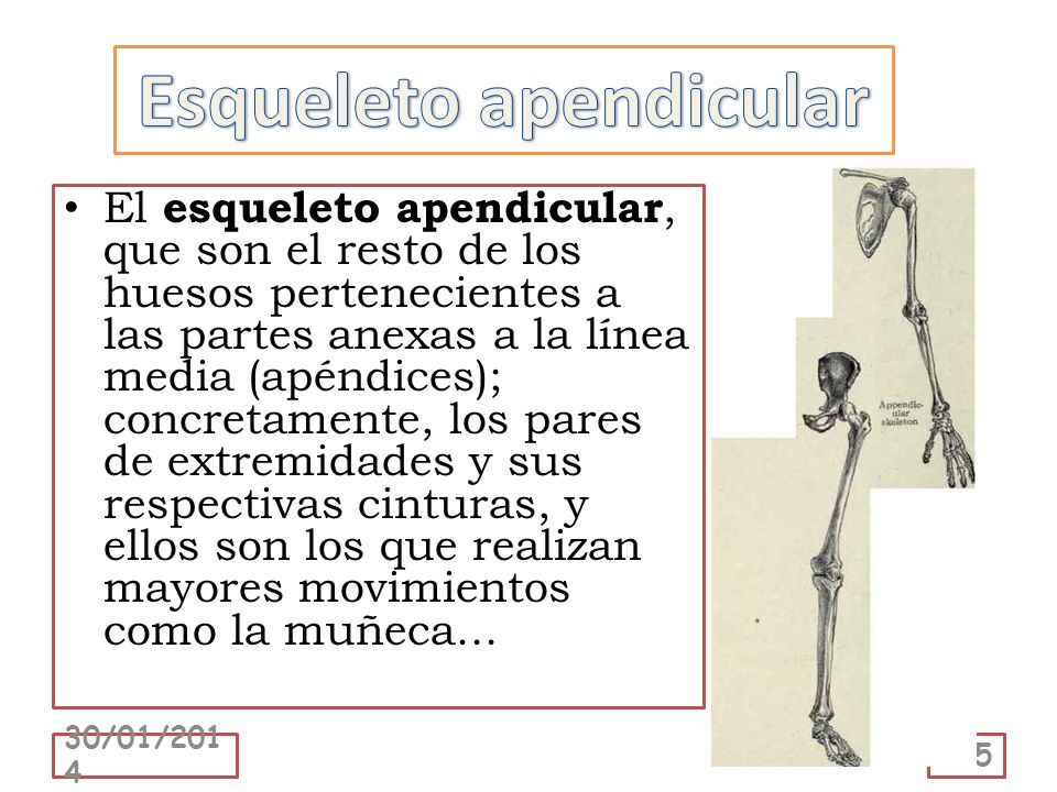 Esqueleto apendicular