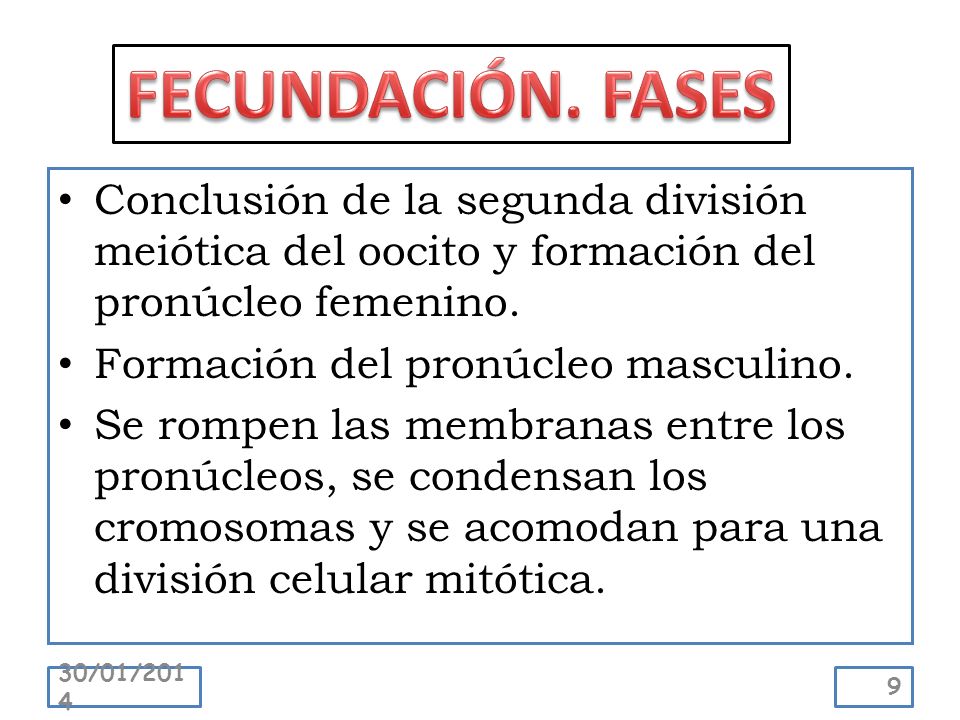FECUNDACIÓN. FASES Conclusión de la segunda división meiótica del oocito y formación del pronúcleo femenino.