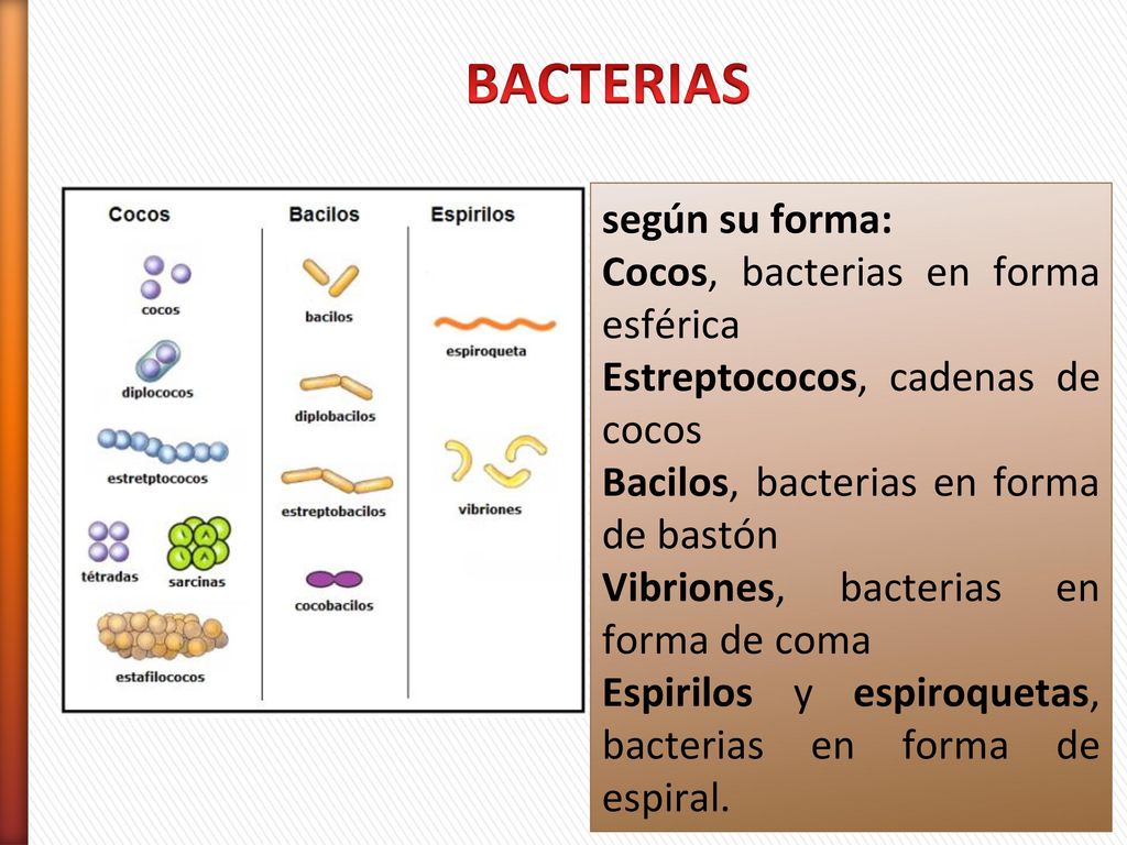 BACTERIAS según su forma: Cocos, bacterias en forma esférica