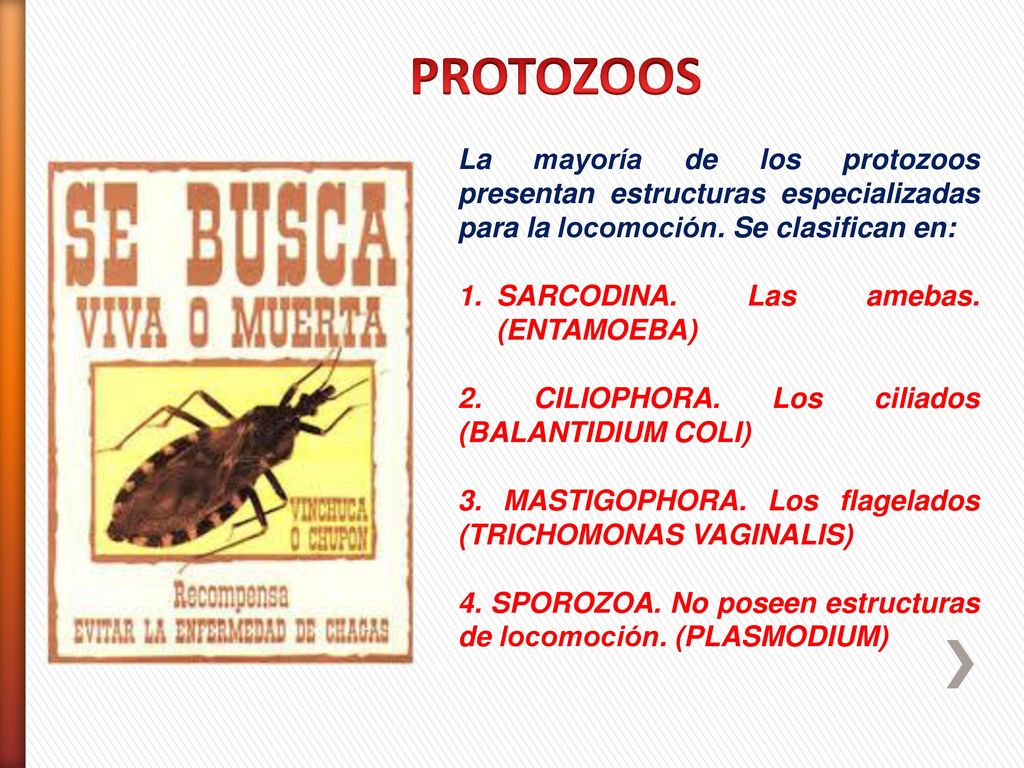 PROTOZOOS La mayoría de los protozoos presentan estructuras especializadas para la locomoción. Se clasifican en: