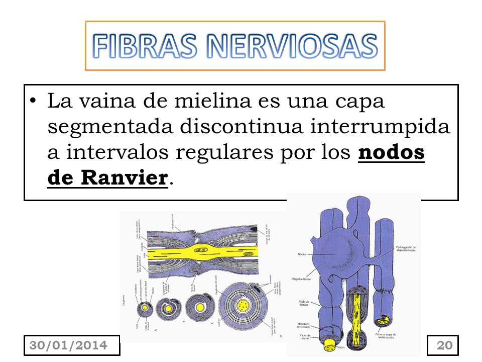 FIBRAS NERVIOSAS La vaina de mielina es una capa segmentada discontinua interrumpida a intervalos regulares por los nodos de Ranvier.