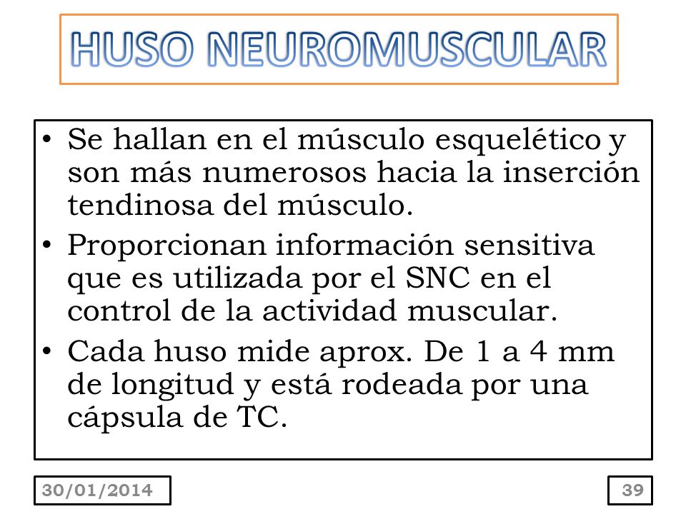 HUSO NEUROMUSCULAR Se hallan en el músculo esquelético y son más numerosos hacia la inserción tendinosa del músculo.