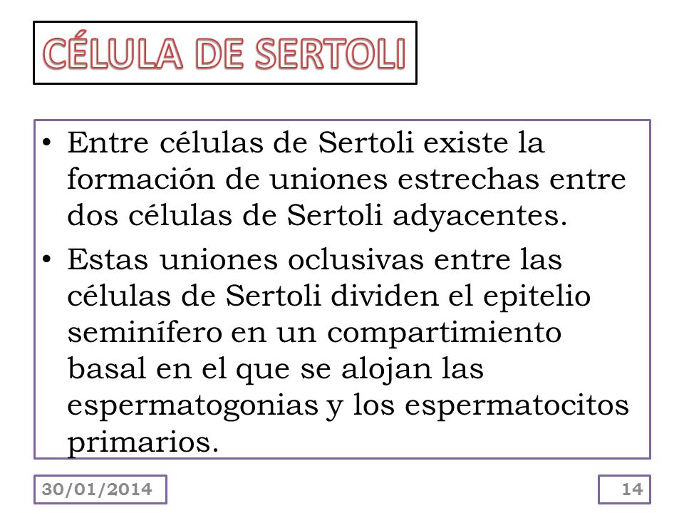 CÉLULA DE SERTOLI Entre células de Sertoli existe la formación de uniones estrechas entre dos células de Sertoli adyacentes.