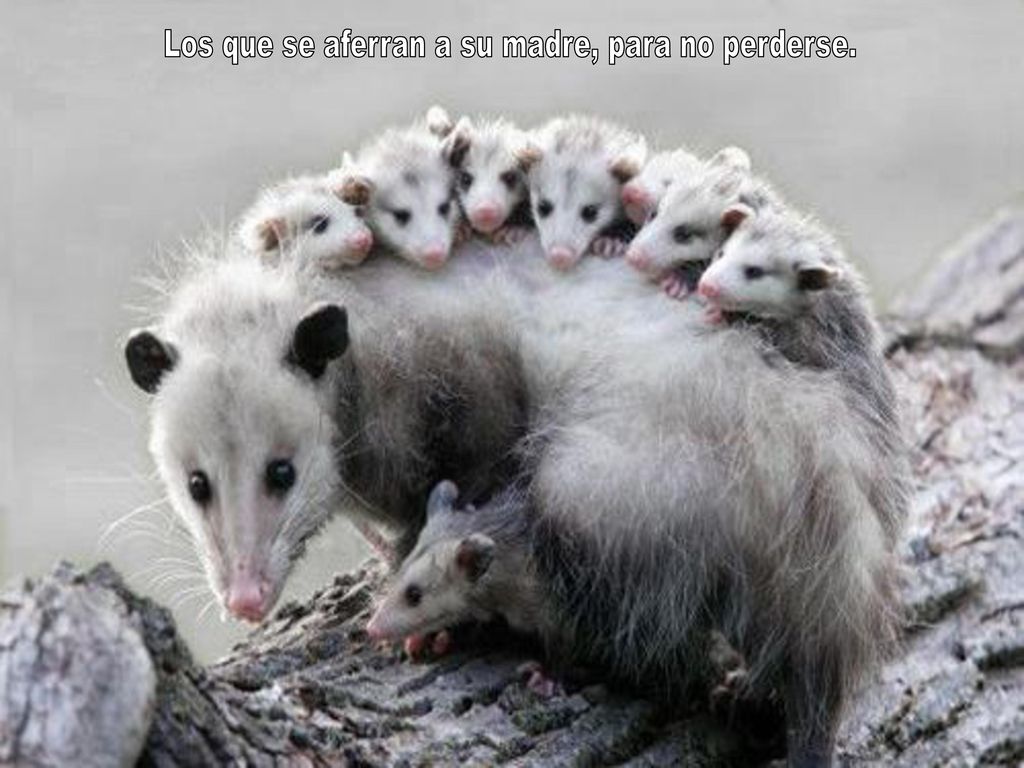 Los que se aferran a su madre, para no perderse.